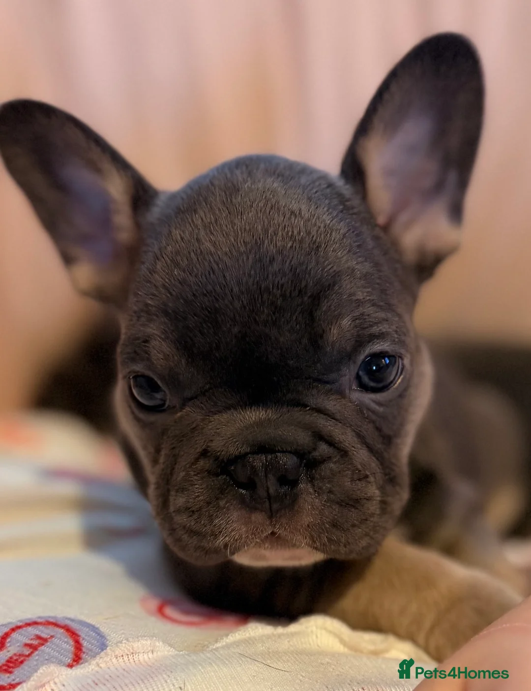French Bulldog dogs for sale: Beautiful frenchie puppies  in Worcester - Advert 2