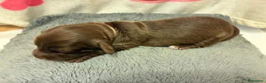 Pink Collar -Penelope