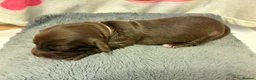 Miniature Dachshund dogs for sale: Long haired Miniature Dachshunds - Advert 4