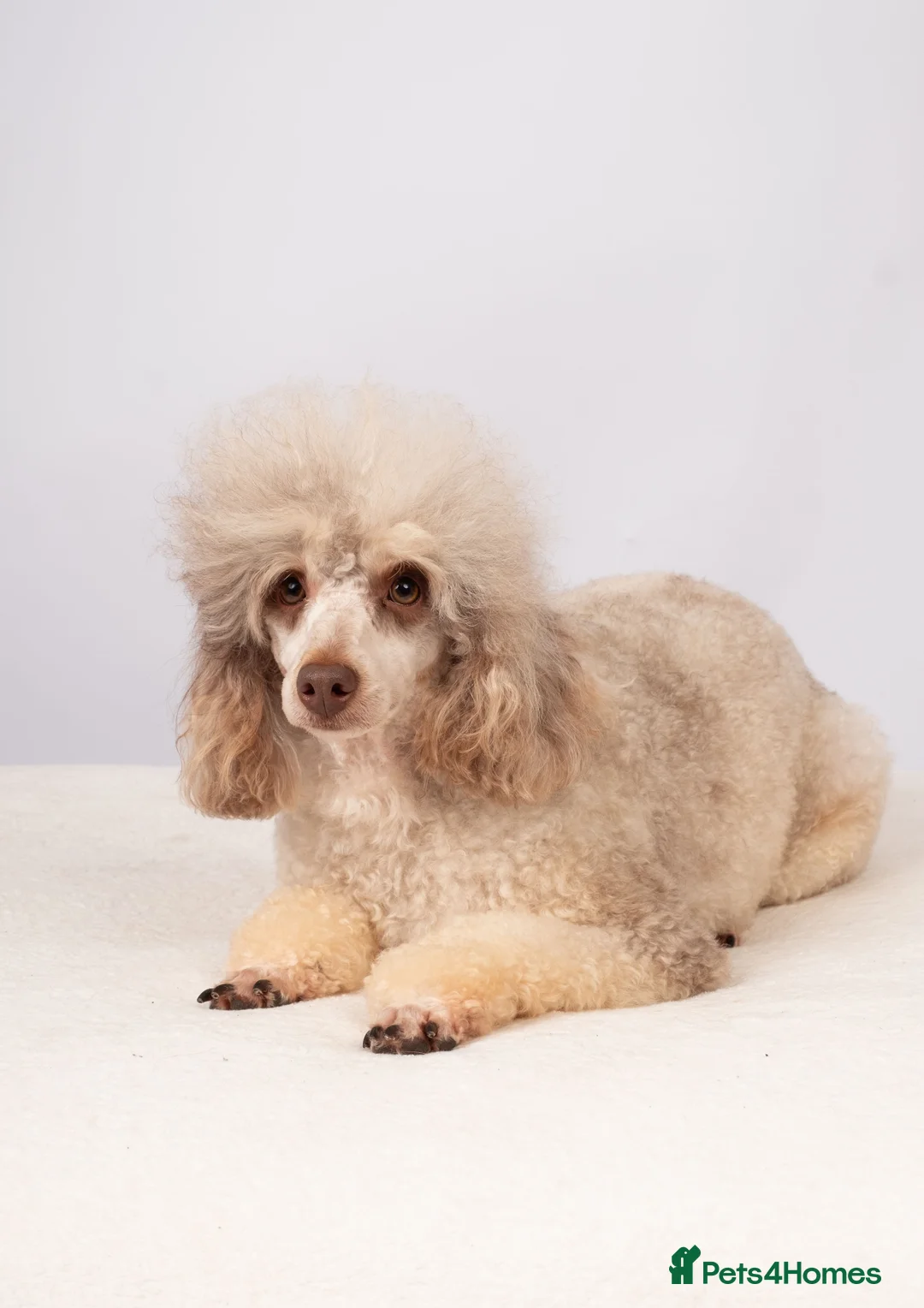 Poodle dogs for stud: EXTENSIVELY HEALTH TESTED POODLE STUD in Hoddesdon - Advert 7