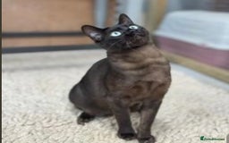 Bengal cats for sale: 2 Sweet Girls NOT spayed  - Image 10