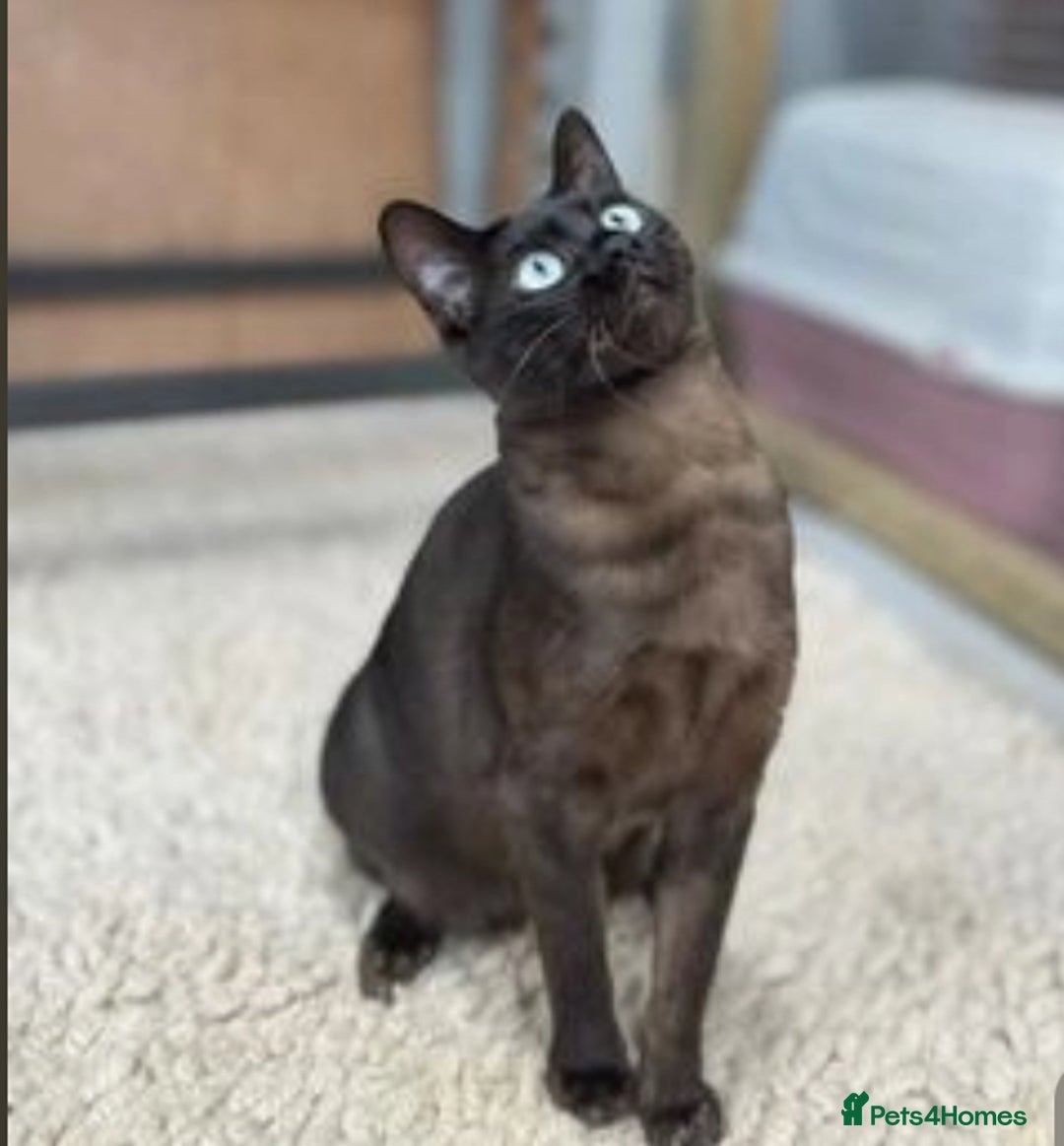 Bengal cats for sale: 2 Sweet Girls NOT spayed  - Image 10