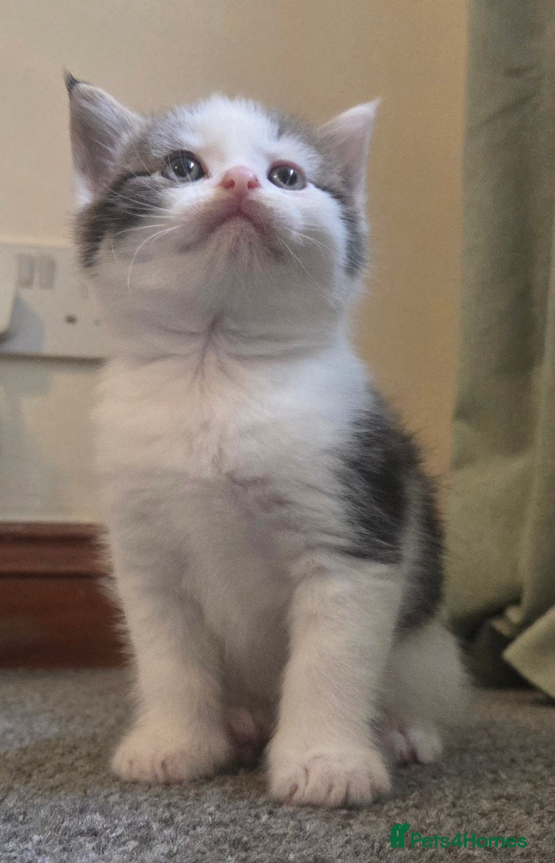 Mixed Breed cats for sale: 5 stunning babies ready in just over 2 weeks  - Image 10