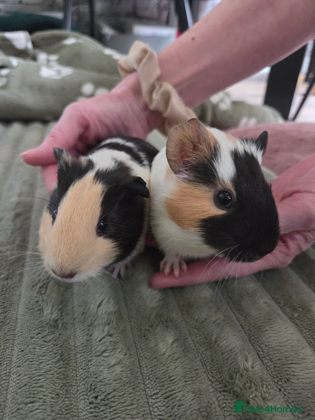 Guinea Pig rodents for sale: Gorgeous bonded brothers - Advert 1