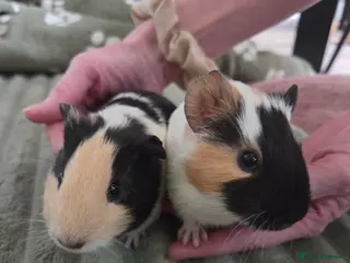 Guinea Pig rodents Gorgeous bonded brothers - Advert 1