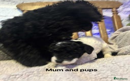 Toy Poodle dogs for sale: Toy poodles  - Image 2