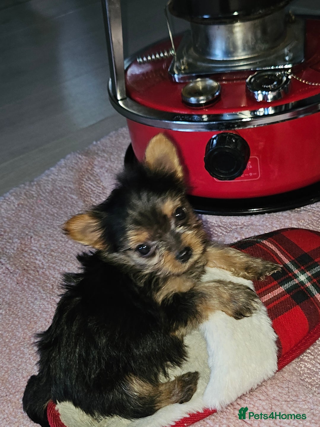 Yorkshire Terrier dogs for sale: Yorkshire terrier puppies  - Image 28