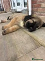 Caucasian Shepherd Dog black aka damon
