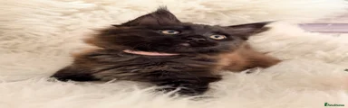 Maine Coon black female pink collar 