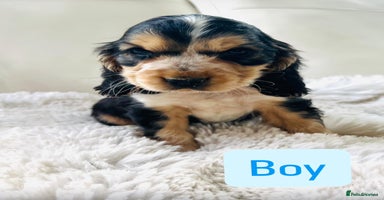 Cocker Spaniel dogs - Advert 1