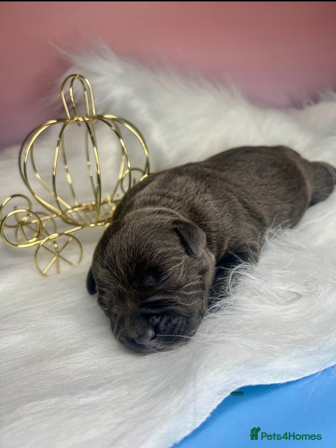 Staffordshire Bull Terrier dogs for sale: Champion Bloodline Blue Staffordshire BullTerriers - Advert 7