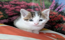 British Shorthair cats for sale: British Short Hair x Domestic Short Hair - Image 16