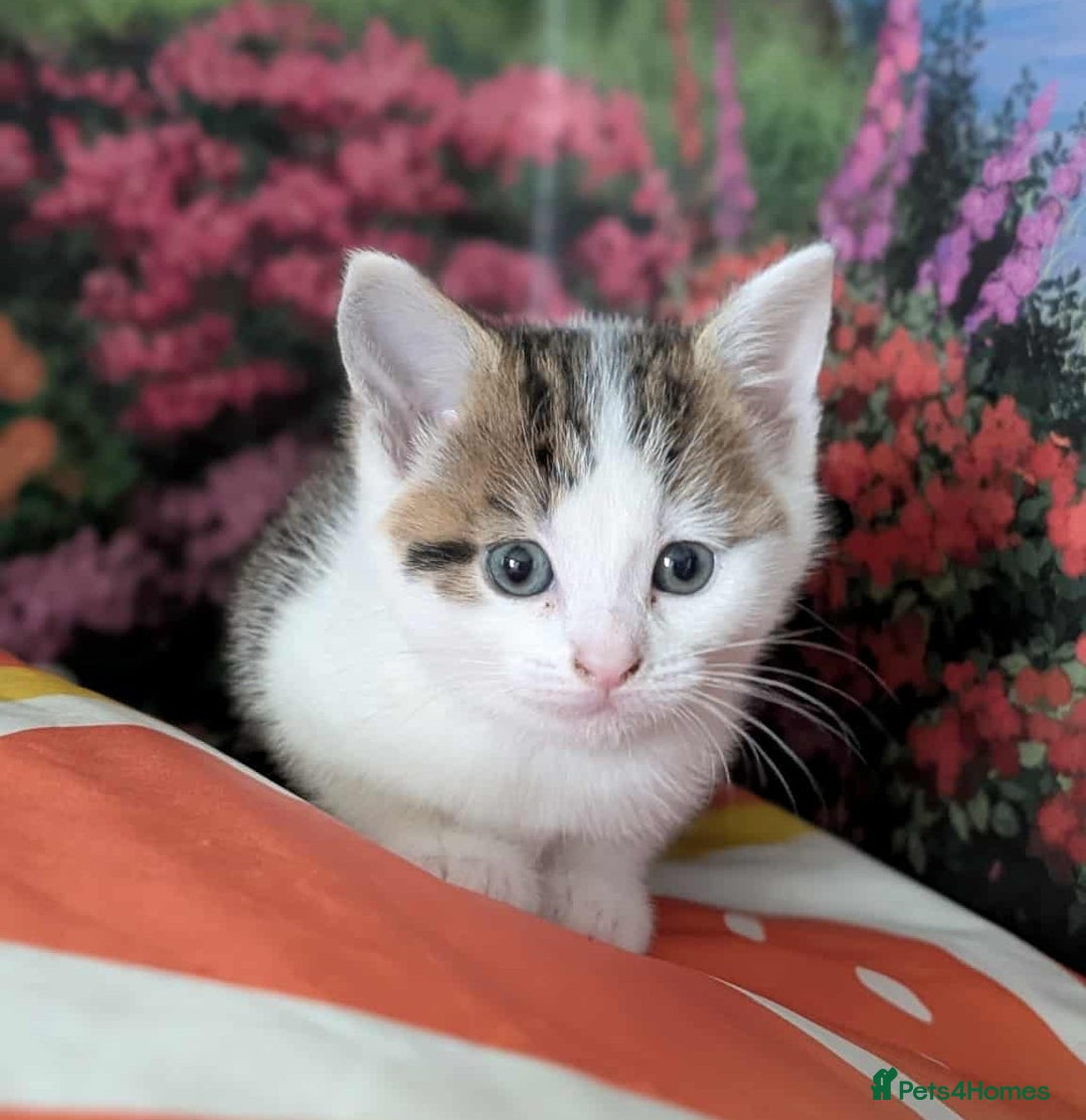 British Shorthair cats for sale: British Short Hair x Domestic Short Hair - Image 16