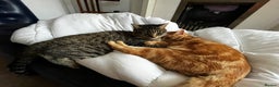 Domestic Shorthair cats for sale: Cheeto - Advert 3