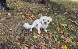 Chug dogs for sale: Lovely female chug for adoption - Image 1