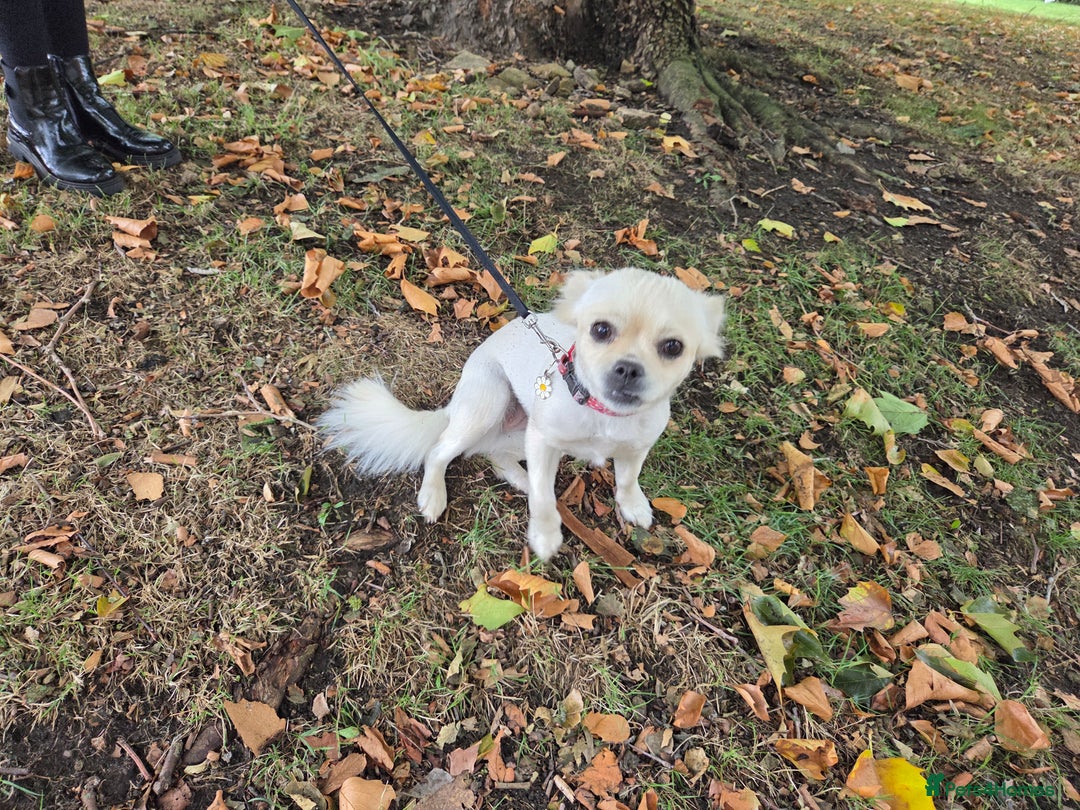 Chug dogs for sale: Lovely female chug for adoption - Image 1