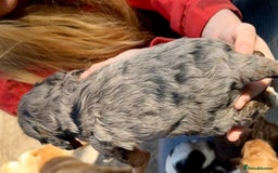 Cockapoo dogs for sale: F1BB Cockapoo Pups  - Image 4