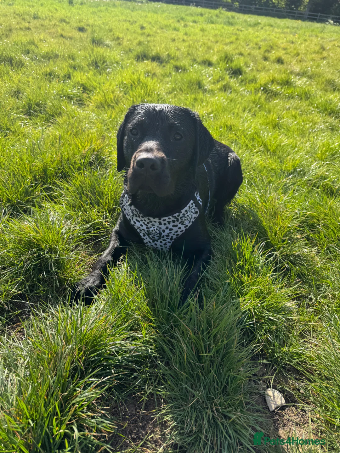 Labrador Retriever dogs for stud: Handsome Black Labrador Stud  in Grantham - Advert 2