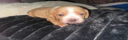 Cocker Spaniel dogs for adoption: cockerspaniel X - Advert 13