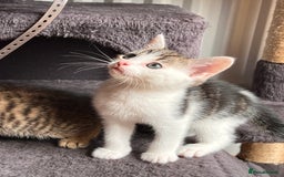 Toyger cats for sale: Adorable kitten  - Image 4