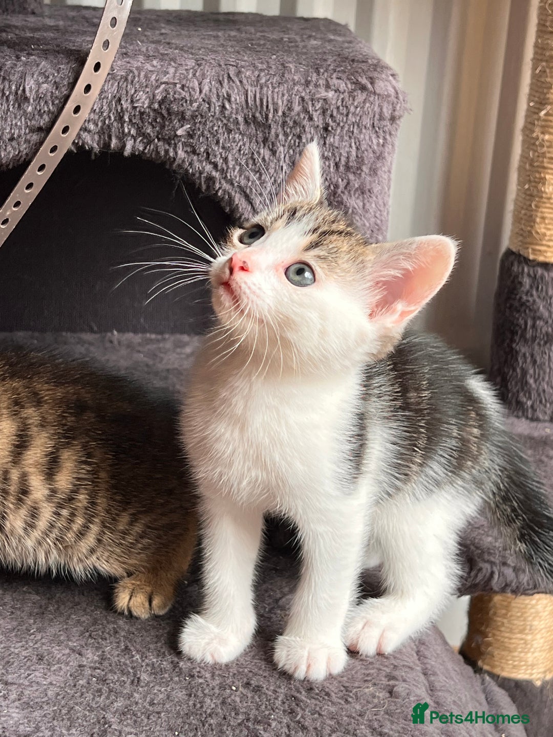 Toyger cats for sale: Adorable kitten  - Image 4
