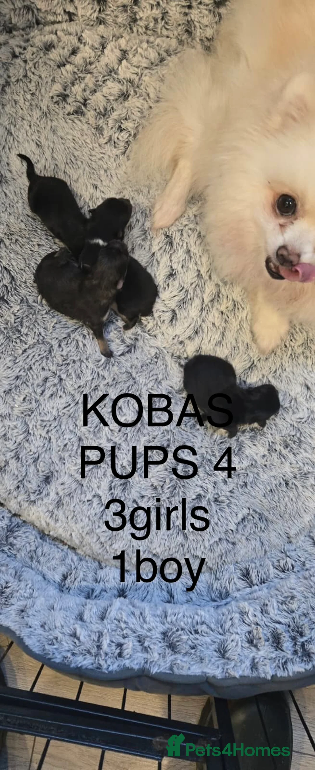 Pomeranian dogs for stud: top quality 5kg/3kgstud!chocolatemerle&fullblack🔥 - Advert 10