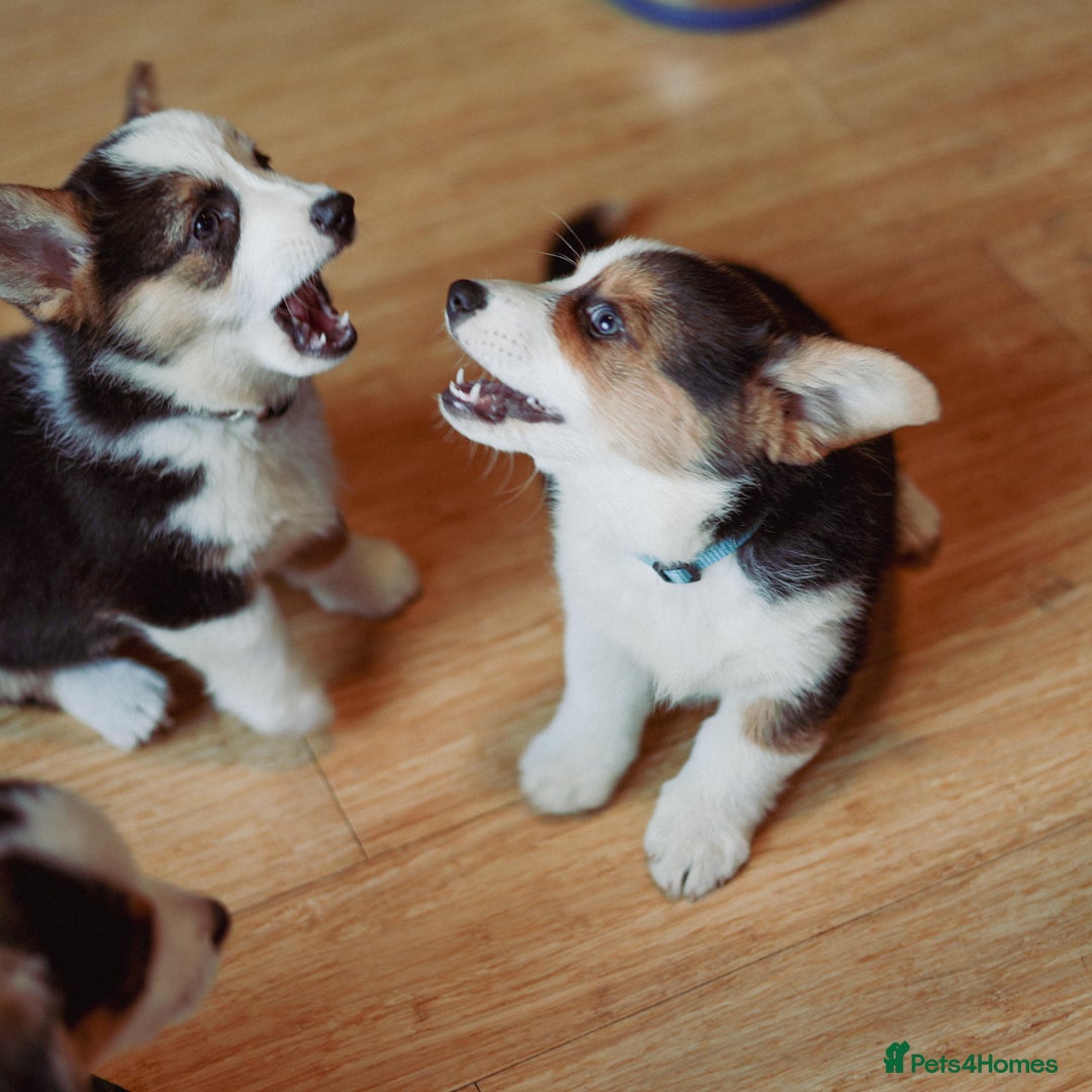 Welsh Corgi Pembroke dogs for sale: Pembroke corgi puppies  in Sturminster Newton - Image 3