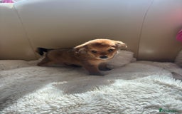 Shih Tzu dogs for sale: Shih tzu cross Yorkshire terrier - Image 21