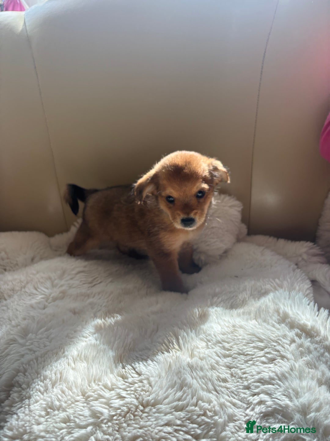 Shih Tzu dogs for sale: Shih tzu cross Yorkshire terrier - Image 21