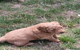 Mixed Breed dogs for sale: Miniature Goldendoodle Puppies - Image 19