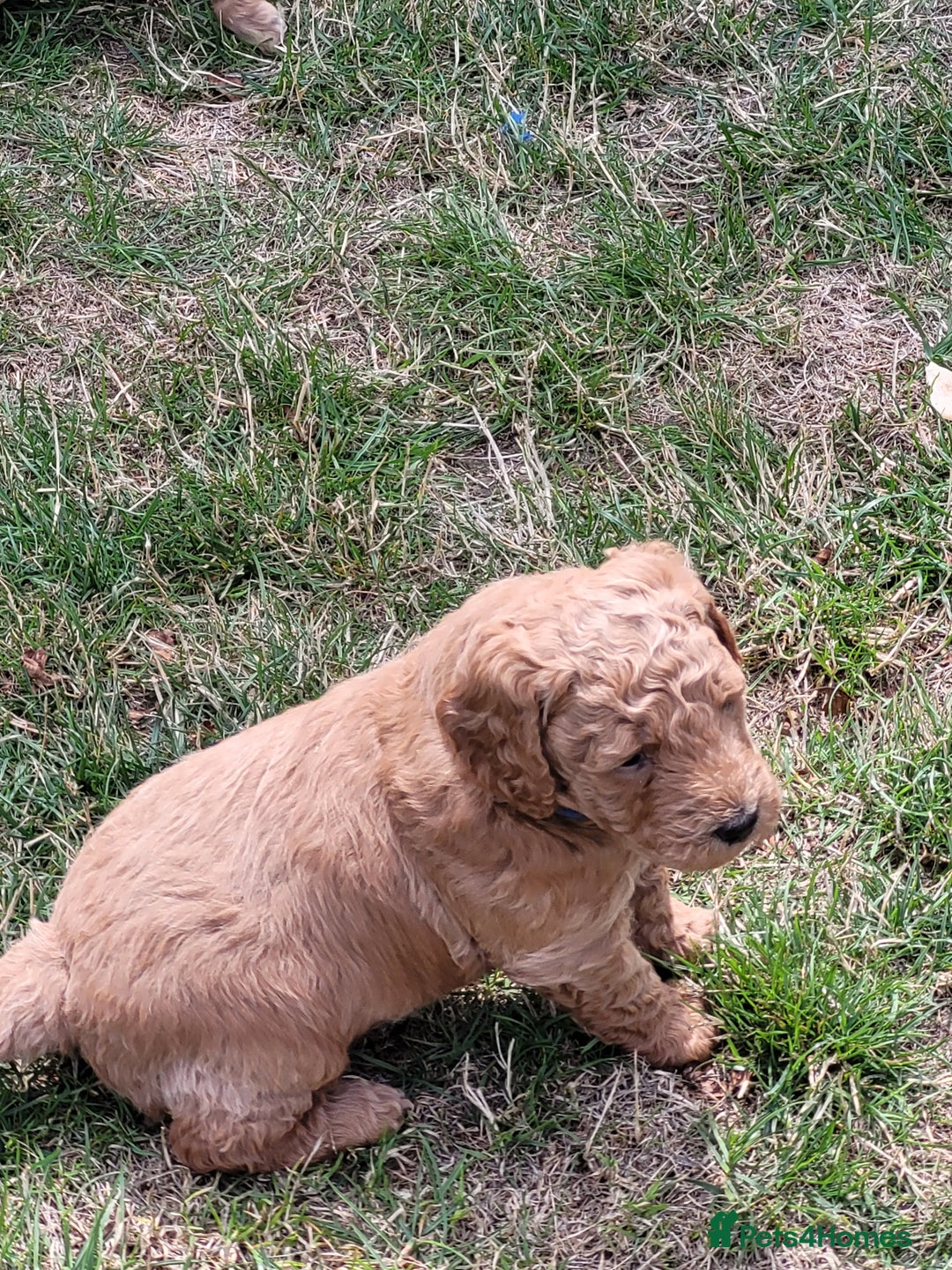 Mixed Breed dogs for sale: Miniature Goldendoodle Puppies - Image 19