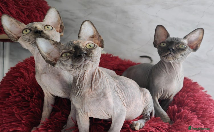Sphynx cats - Advert 1
