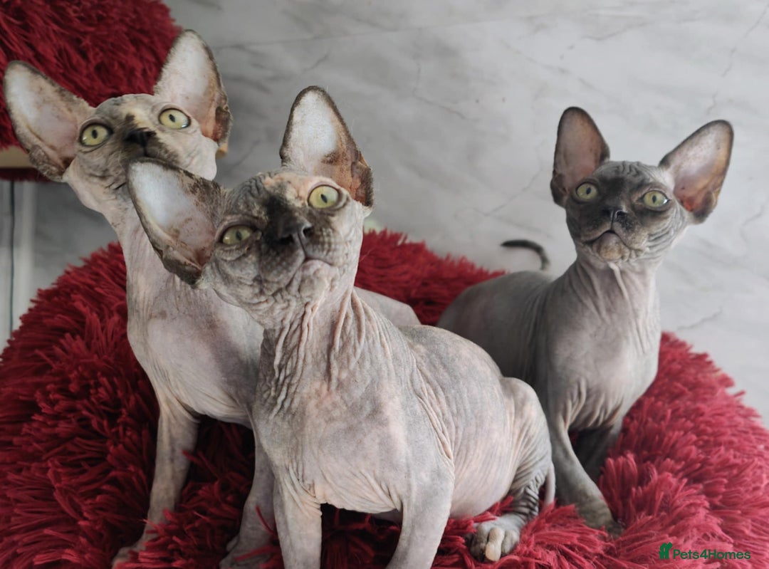Sphynx cats for sale: Canadian Sphynx TICA REGISTERED. - Image 1