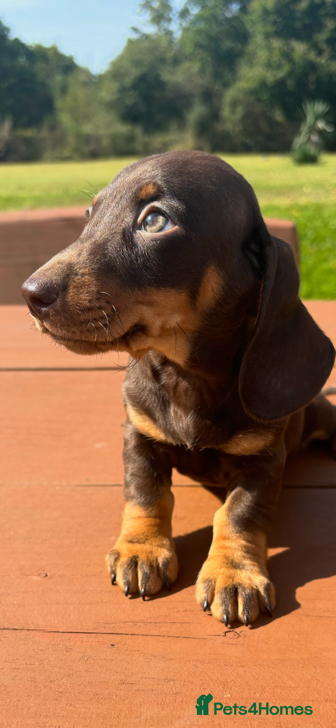 Miniature Dachshund dogs for sale: BEAUTIFUL PRA CLEAR & KC REG MINIS - Advert 18