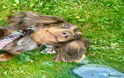 Miniature Dachshund dogs for stud: Chocolate & Tan Dapple dachshund stud - Image 5