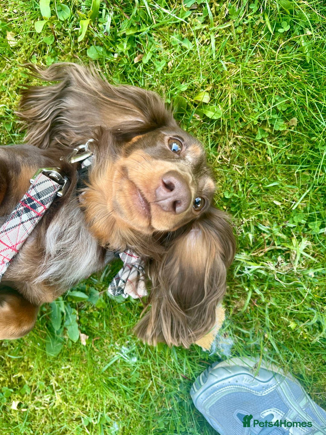 Miniature Dachshund dogs for stud: Chocolate & Tan Dapple dachshund stud - Image 5