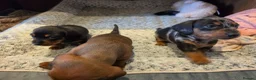 Miniature Dachshund dogs for sale: MINI DACHSHUNDS 2 FIND THEIR FOREVER HOME - Advert 7