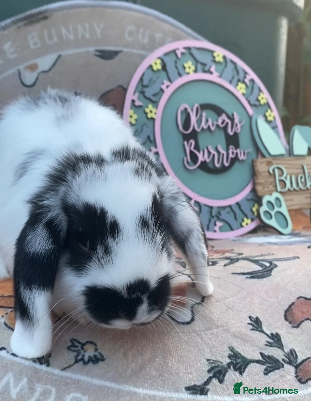 Mini Lop rabbits for sale: mini lop and mini lion lop boys for sale  - Advert 2
