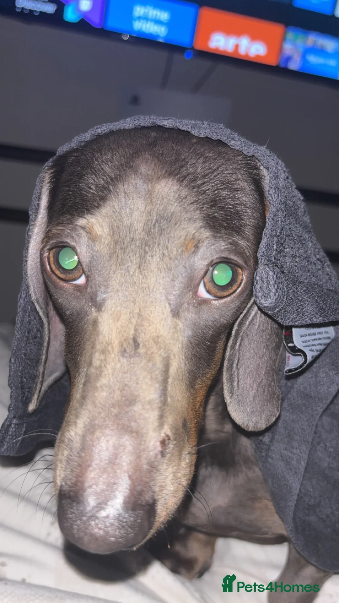 Dachshund dogs for sale: Rehoming Cookie in London - Advert 6