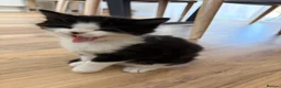 Mixed Breed cats for sale: 4 little kittens on sale in Chelmsford - Advert 7