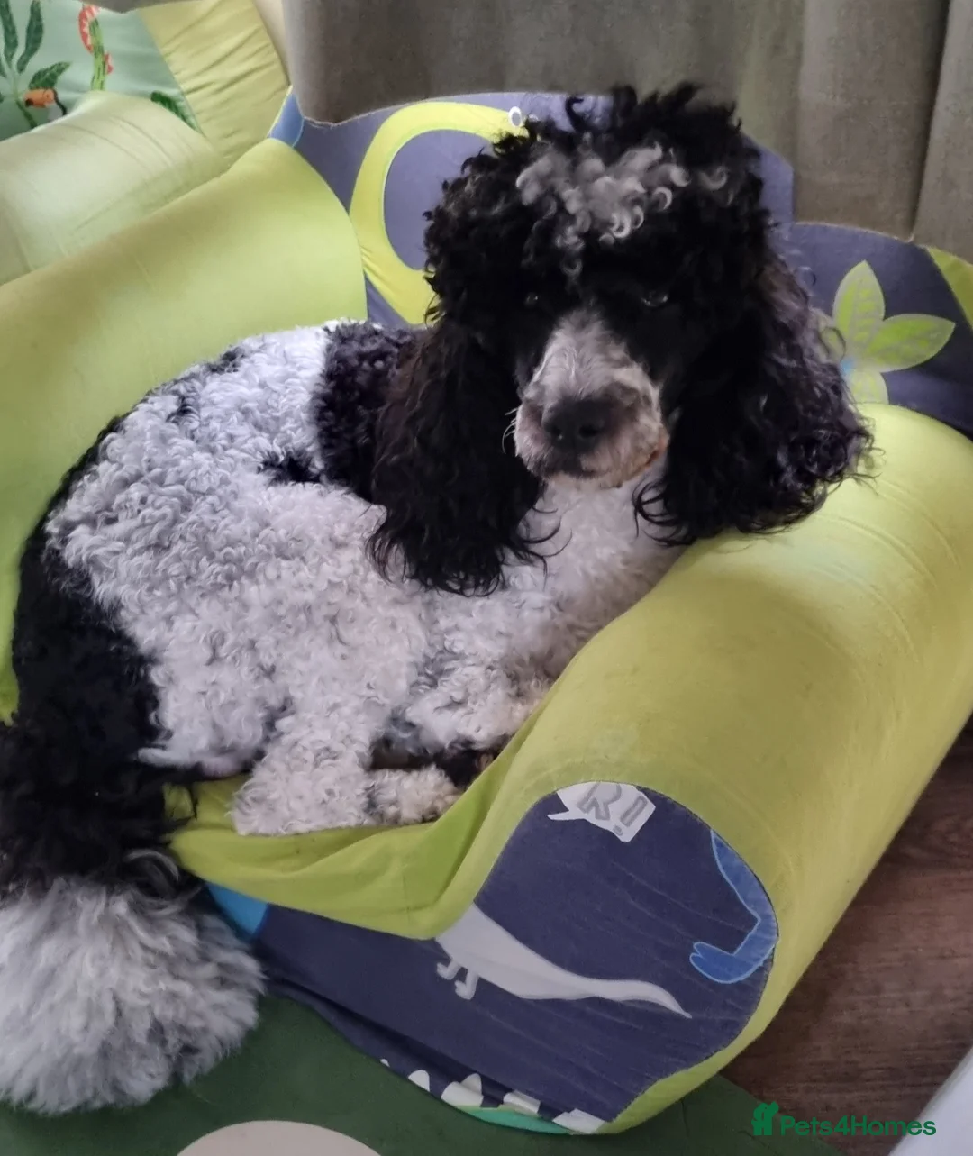 Miniature Poodle dogs for stud: Gorgeous Parti Miniature Poodle - Advert 30