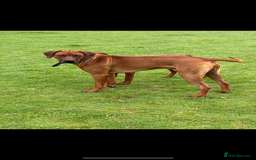 Rhodesian Ridgeback dogs for stud: Exceptionally Health Tested Stud - Image 3