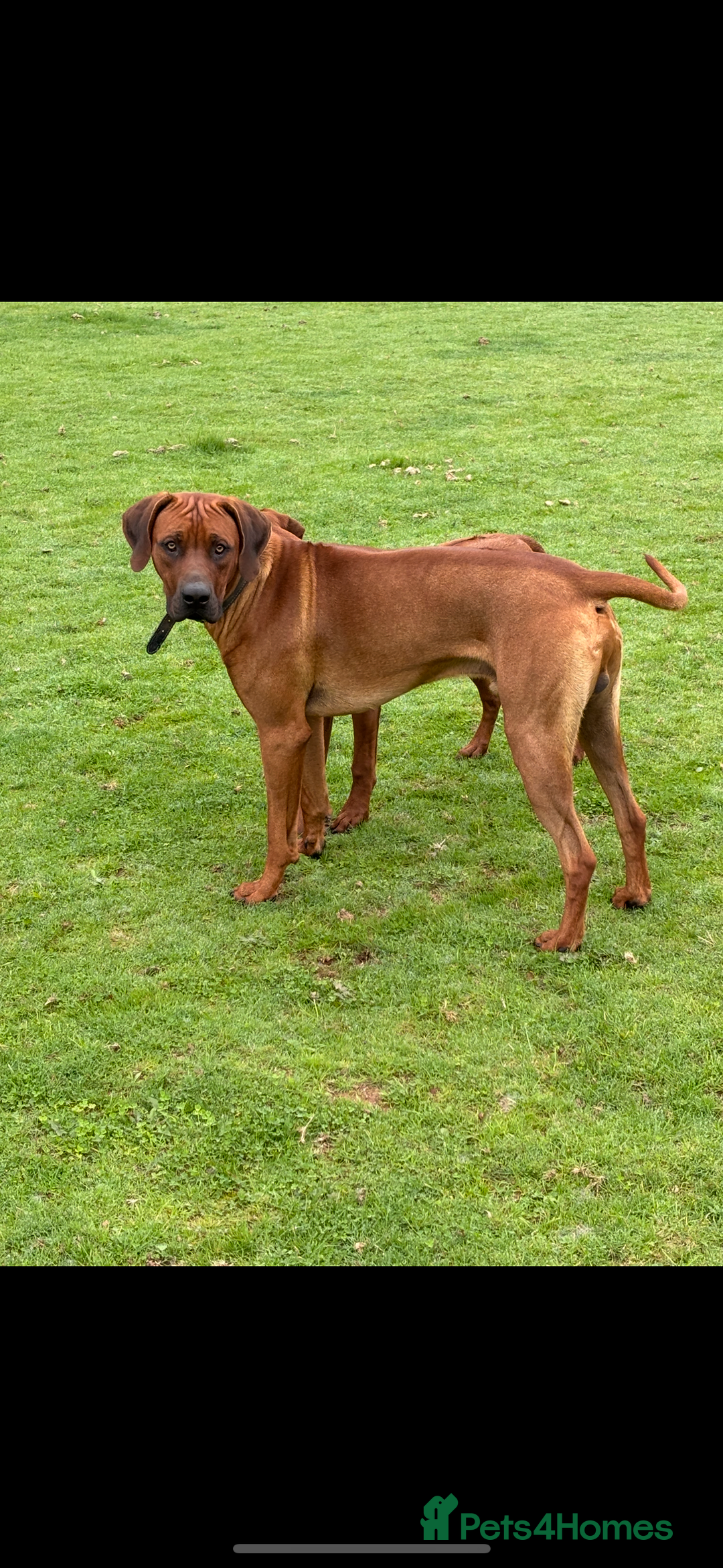 Rhodesian Ridgeback dogs for stud: Exceptionally Health Tested Stud - Image 3