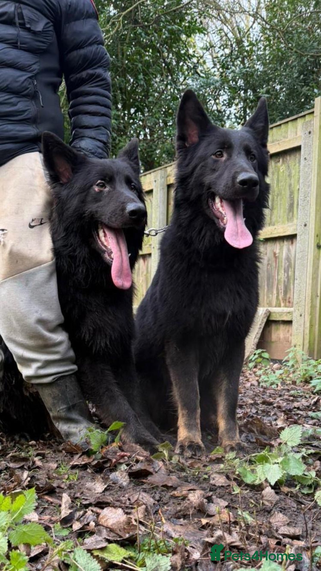 German Shepherd dogs for sale: 2 gorgeous German shepherd brothers  - Advert 2