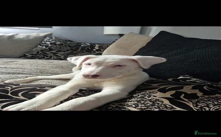 Mixed Breed dogs Husky mix puppies. Ready to leave! - Advert 9