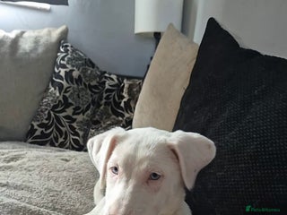 Mixed Breed dogs Husky mix puppies. Ready to leave! - Advert 3