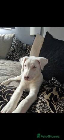 Mixed Breed dogs Husky mix puppies. Ready to leave! - Advert 9