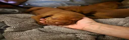 Hungarian Vizsla dogs for sale: Hungarian Vizsla Puppies – Rich Geltwood Heritage - Advert 33