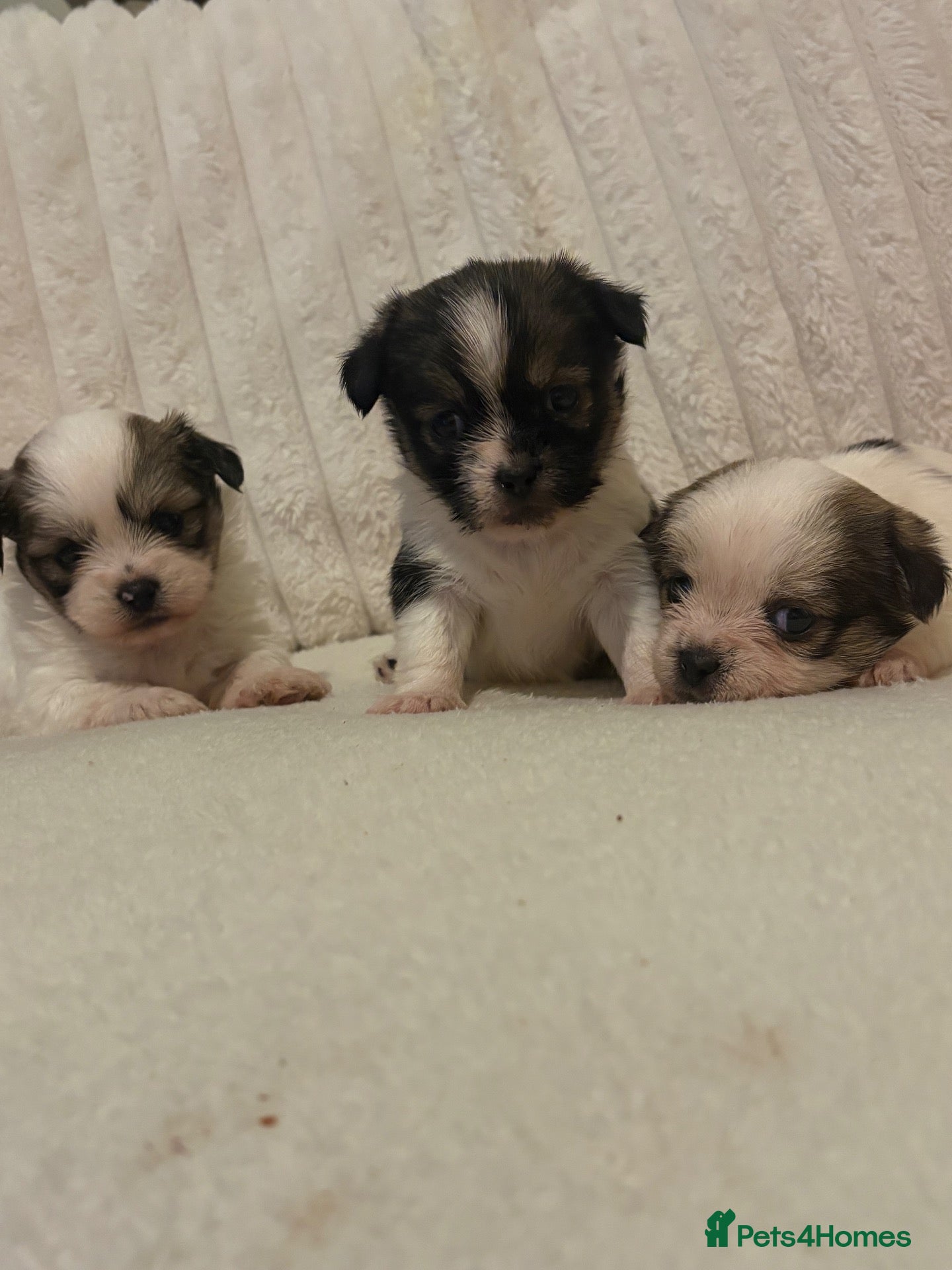 Mixed Breed dogs Tiny cute fluffy Shih Tzu x jack Russell puppies  - Advert 5