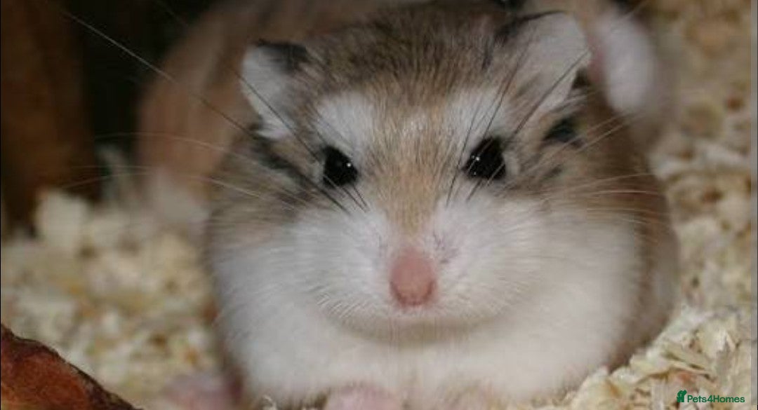 Hamster rodents Robo hamster  - Advert 1